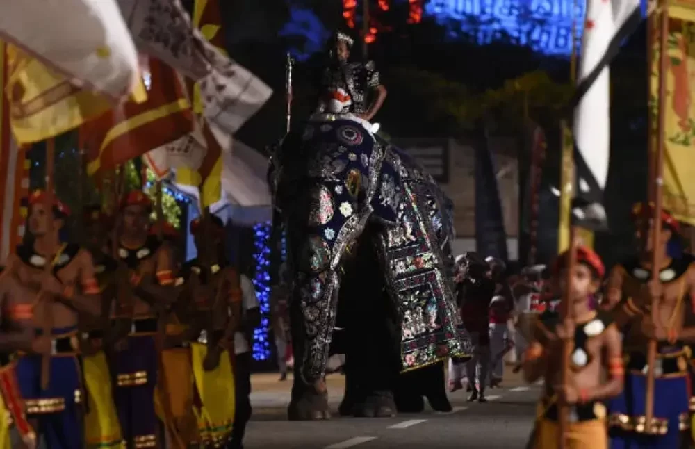 elephants-gangaramaya navam maha perahera sri lanka